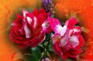 Rose%20Ruffles%20Passion
