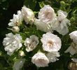 white grootendorst (1)