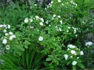 white grootendorst shrub