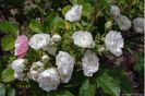 white grootendorst1
