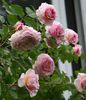 james_galway_4781