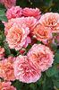 easy-does-it-all-american-rose-selection-2010