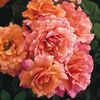 rosa-easy-does-it_lg