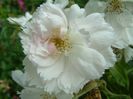 fimbriata (1)