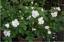 fimbriata1