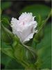 fimbriata4