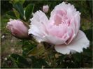 fimbriata7