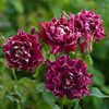 1089_X_2 - Copy
