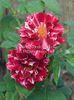 19583-CGD-Roger-Lambelin-Rose-Rosa-hybrid-at-Bakersfield-CA-USA - Copy