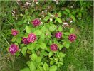 roger lambelin shrub