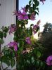DSC07026