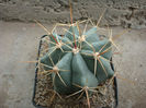 Ferocactus alamosanus (Britton & Rose) Britton & Rose 1922