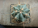 Ferocactus alamosanus (Britton & Rose) Britton & Rose 1922