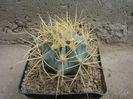 Ferocactus echidne (DC.) Britton & Rose1922