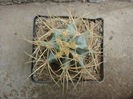 Ferocactus echidne (DC.) Britton & Rose1922