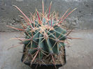 Ferocactus emoryi subsp. rectispinus  (Engelm.) N.P.Taylor 1998