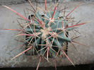 Ferocactus emoryi subsp. rectispinus (Engelm.) N.P.Taylor 1998