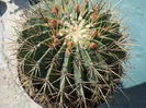 Ferocactus glaucescens  (DC.) Britton & Rose 1922