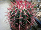 Ferocactus gracilis H.E. Gates 1933