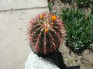 Ferocactus gracilis H.E.Gates 1933