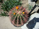 Ferocactus gracilis H.E. Gates 1933