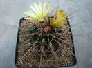 Ferocactus hamatacanthus ssp. sinuatus (A.Dietr.) N.P.Taylor 1998