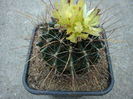 Ferocactus hamatacanthus ssp. sinuatus (A.Dietr.) N.P.Taylor 1998