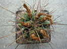 Ferocactus hamatacanthus ssp. sinuatus (A.Dietr.) N.P.Taylor 1998