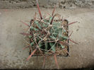 Ferocactus herrerae J.G.Ortega 1927