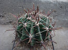 Ferocactus peninsula ‘brevispina’