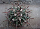 Ferocactus peninsulae (A.A.Weber) Britton & Rose1922 ‘brevispina’