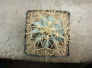 Ferocactus recurvus (Mill.) Borg1937