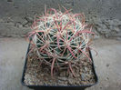 Ferocactus tiburonensis (G.Lindsay) Backeb.1961