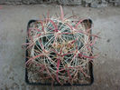 Ferocactus tiburonensis (G.Lindsay) Backeb.1961