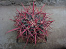 Ferocactus tortulispinus H.E.Gates 1933