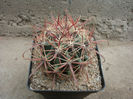 Ferocactus wislizeni (Engelm.) Britton & Rose1922