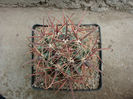 Ferocactus wislizeni (Engelm.) Britton & Rose1922