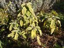 salvia icterina gold dust