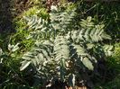 mahonia intermedia winter sun