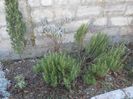 rosmarinus officinalis sau rozmarin,