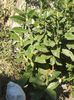 ERIOBOTRYA JAPONICA SAU MOSMONUL JAPONEZ