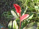 DETALIU FRUNZA PHOTINIA