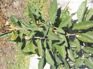 ERIOBOTRYA JAPONICA SAU MOSMONUL JAPONEZ