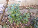CAMELIA JAPONICA MRS TINGLEY