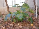 FATSIA JAPONICA
