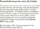 Porumbelul mo%u0163at de curte din Calafat