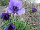 Anemone-Coronaria De Caen