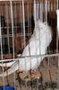 Piliker  in limba sarba