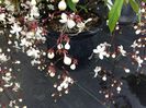 clerodendrum smithianum
