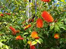 combretum aubletii
